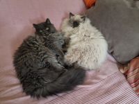 2 süßen Nebelung-Neva Masquerade Katerchen suchen ein neues Zuhause