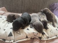 Pomeranian/Zwergspitz-Wurf (25% Chihuahua)