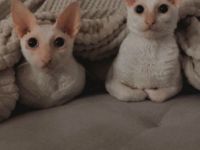 Cornish Rex Kater