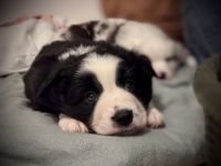 Miniatur Australian Shepherd Welpen
