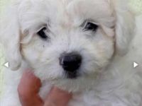 Lockiger Bichon