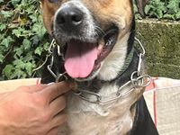 Süßes Dreibeinchen Stefano !