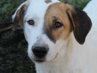 Akeila, geb. ca. 06/2023, lebt in GRIECHENLAND, auf einer privaten Pflegestelle