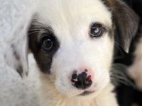 Alain, geb. ca. 06/2023, lebt in GRIECHENLAND, im städt. Tierheim Serres