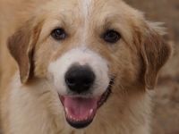 Alrakis, geb. ca. 07/2023, lebt in GRIECHENLAND, auf einer privaten Pflegestelle