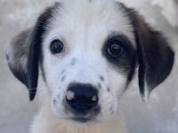 Benda, geb. ca. 06/2023, lebt in GRIECHENLAND, im städt. Tierheim Serres