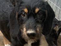 Bertha, geb. ca. 03/2023, lebt in GRIECHENLAND, auf einer privaten Pflegestelle