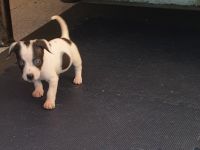 2 kleine jackrussel pinscher Mix Mädchen suchen noch ein Zuhause