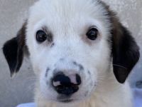 Bley, geb. ca. 06/2023, lebt in GRIECHENLAND, im städt. Tierheim Serres