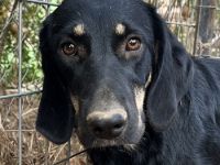 Blueberry, geb. ca. 06/2023, lebt in GRIECHENLAND, auf einer privaten Pflegestelle