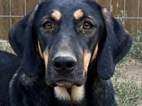 Cake, geb. ca. 06/2023, lebt in GRIECHENLAND, auf einer privaten Pflegestelle