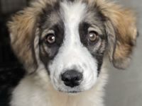 Eiche, geb. ca. 07/2023, lebt in GRIECHENLAND, im städt. Tierheim Serres