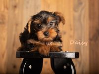 Zuckersüße reinrassige Yorkshire Hundewelpen - 1 Mädchen und 3 Jungs