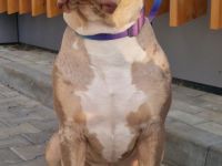 Außergewöhnlicher Standard American Bully Deckrüde! Kein Verkauf!