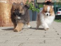 Pomeranian Zwergspitz
