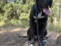 Cane Corso