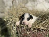 Jack Russell-Terrier Welpen suchen ein Zuhause