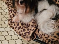 Biewer Yorkshire Terrier Hündin