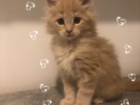 Maine Coon Kitten reinrassig