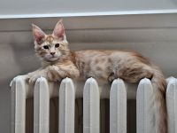 Maine Coon Kitten, männlich, Red tabby mc, mit Stammbaum, gengetestet & geschallt
