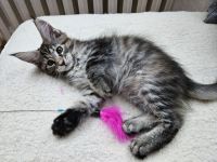 Maine Coon Kitten, weiblich, Black torbie mc, mit Stammbaum, gengetestet & geschallt