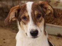 Antonio, geb. ca. 05/2023, lebt in GRIECHENLAND, auf einer privaten Pflegestelle