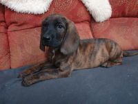 Hannoversche Schweißhunde Welpen mit Papiere