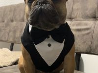 Französische Bulldogge Deckrüde