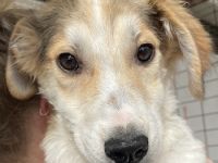 Fichte, geb. ca. 07/2023, lebt in GRIECHENLAND, im städt. Tierheim Serres