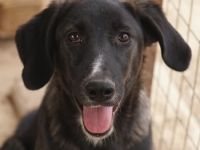 Freyja, geb. ca. 05/2023, lebt in GRIECHENLAND, auf einer privaten Pflegestelle