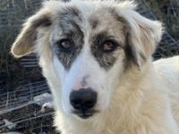 Gerda, geb. ca. 02/2023, lebt in GRIECHENLAND, im städt. Tierheim Serres