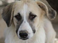 Gretchen, geb. ca. 03/2023, lebt in GRIECHENLAND, im städt. Tierheim Serres