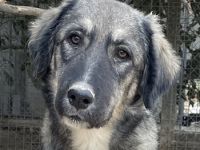 Karla, geb. ca. 03/2023, lebt in GRIECHENLAND, im städt. Tierheim Serres