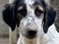 Lemon, geb. ca. 02/2023, lebt in GRIECHENLAND, auf einer privaten Pflegestelle