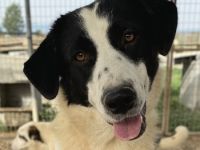 Leoni, geb. ca. 06/2023, lebt in GRIECHENLAND, im städt. Tierheim Serres