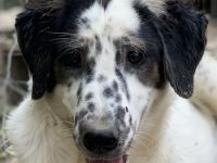 Lime, geb. ca. 02/2023, lebt in GRIECHENLAND, auf einer privaten Pflegestelle