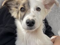 Motti, geb. ca. 07/2023, lebt in GRIECHENLAND, im städt. Tierheim Serres