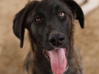 Niabi, geb. ca. 05/2023, lebt in GRIECHENLAND, auf einer privaten Pflegestelle