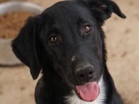 Panthera, geb. ca. 05/2023, lebt in GRIECHENLAND, auf einer privaten Pflegestelle