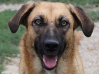 Stübi, geb. ca. 05/2023, lebt in GRIECHENLAND, im städt. Tierheim Serres