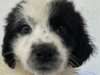 Yuni, geb. ca. 03/2023, lebt in GRIECHENLAND, im städt. Tierheim Serres