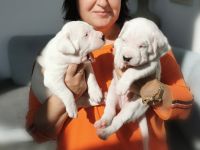 Dogo Argentino Welpen