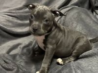 American Bullys mit Top Ahnentafel