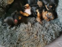 Yorkshire Terrier Welpen