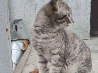 Ein Kätzchen aus Jessentuki (Russland) sucht ein neues Zuhause