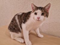 Süßer Kater sucht liebevolles Zuhause