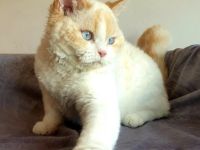 Selkirk Rex red-bicolour-point.SR curly