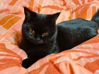 BKH Mädchen mit Stammbaum