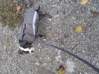 Old Englische Bulldogge, Rüde,  14 Wochen,  blau mit weiss, Ahnentafel,  geimpft , EU Ausweis usw.