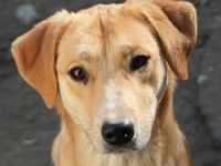 Boston, geb. ca. 07/2023, lebt in GRIECHENLAND, auf einer privaten Pflegestelle